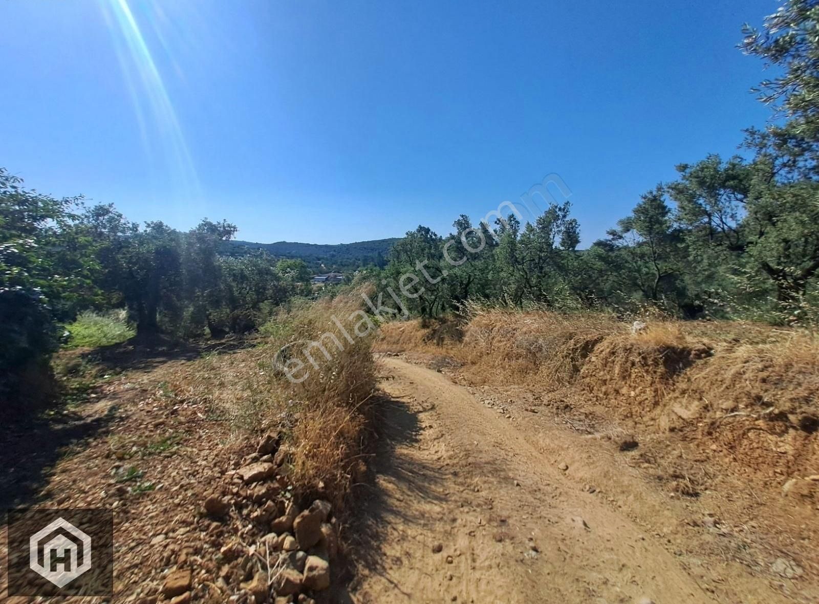 Mudanya Trilye'de Merkeze Yakın Tek Tapu 3721mt2 Zeytinlik - Görsel 5