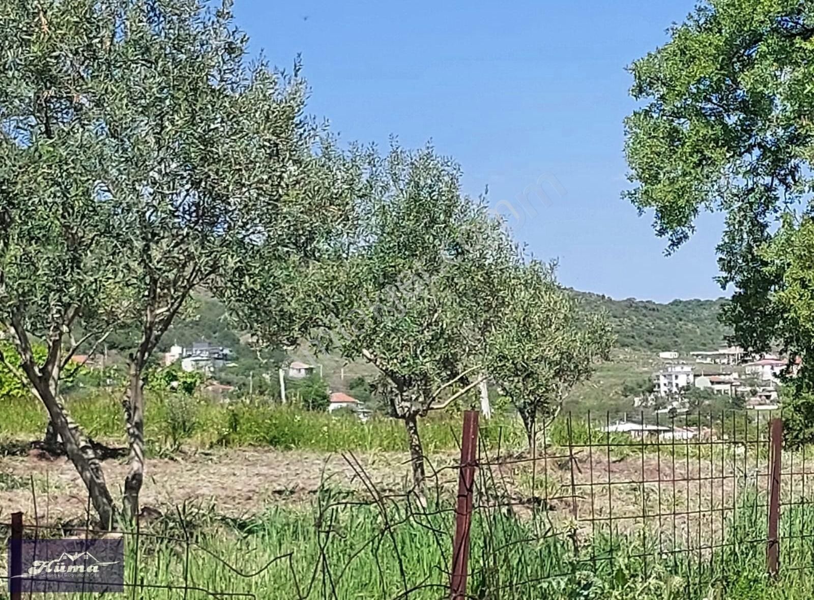Hüma'dan Üçpınar'da Satılık Zeytinlik - Görsel 14