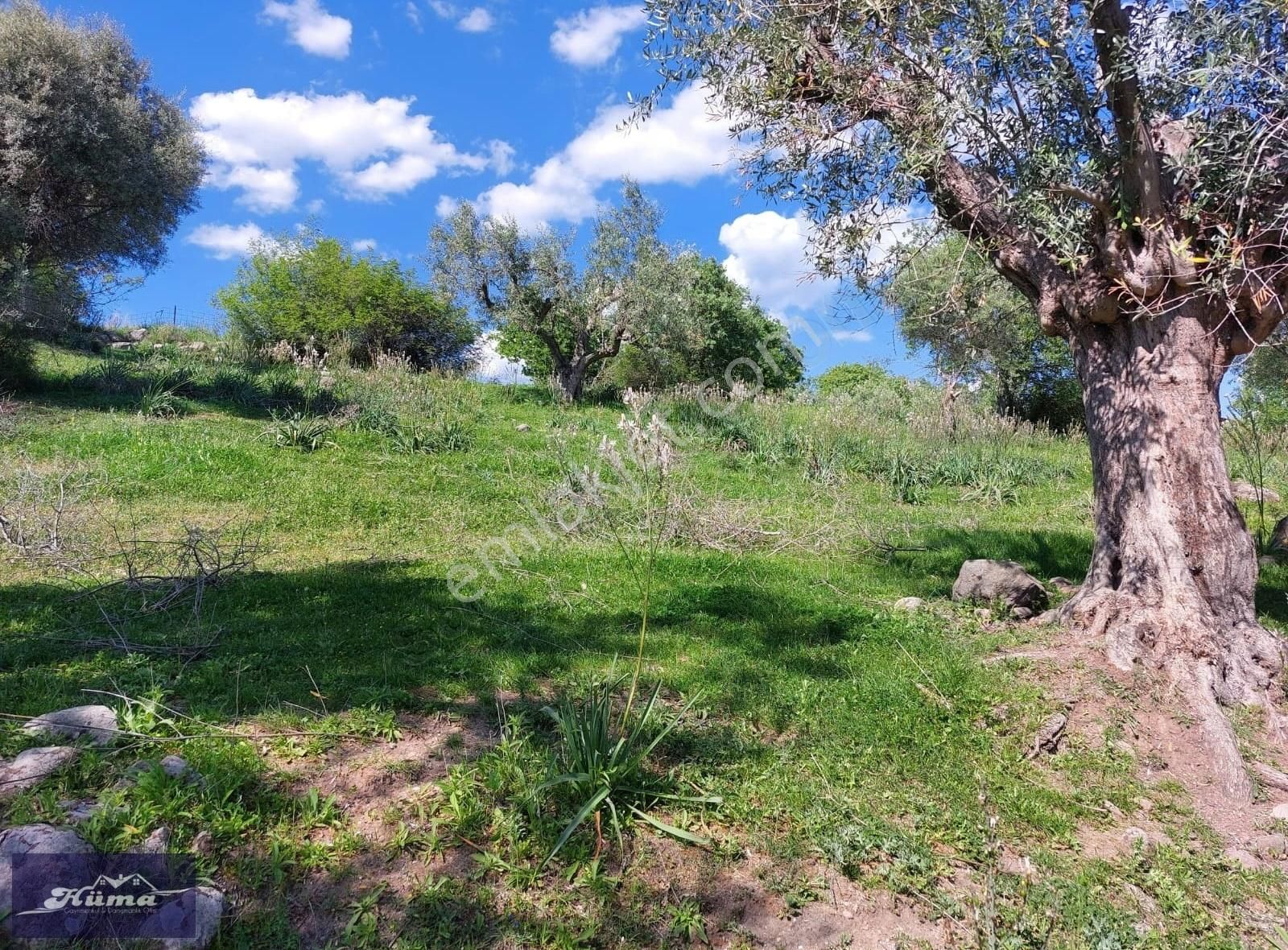 Hüma'dan Üçpınar'da Satılık Zeytinlik - Görsel 12