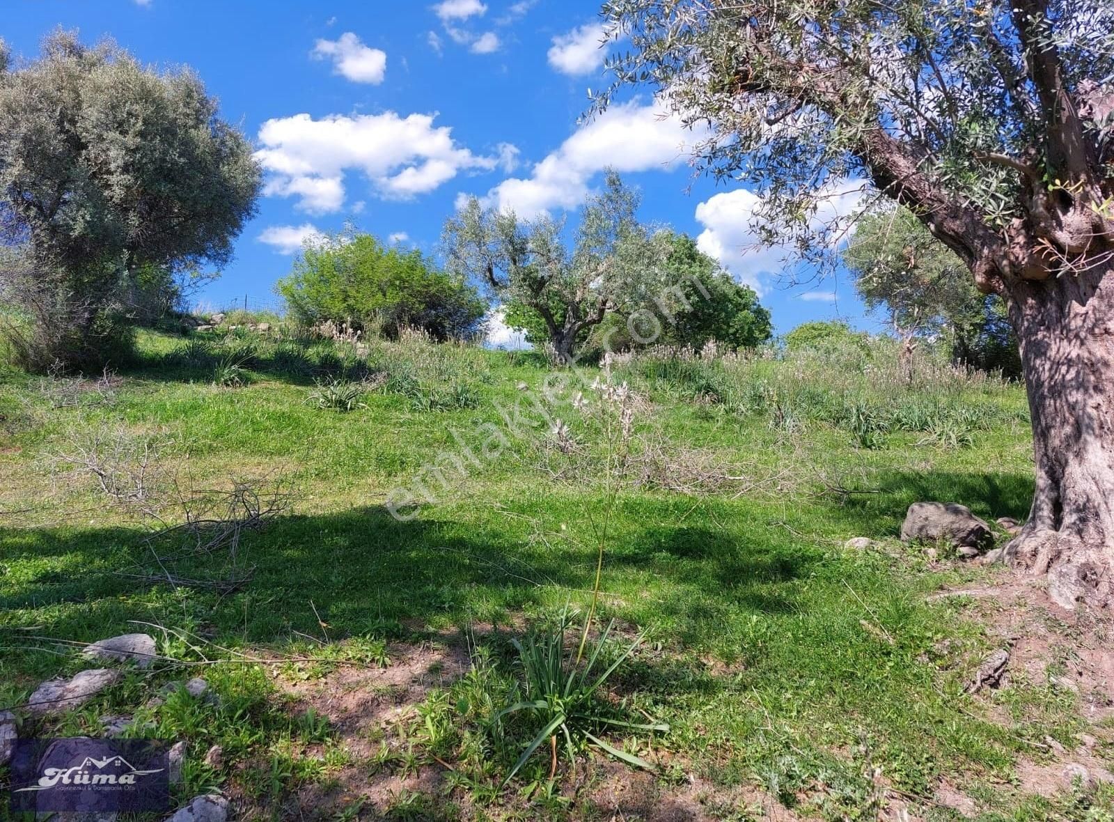 Hüma'dan Üçpınar'da Satılık Zeytinlik - Görsel 4