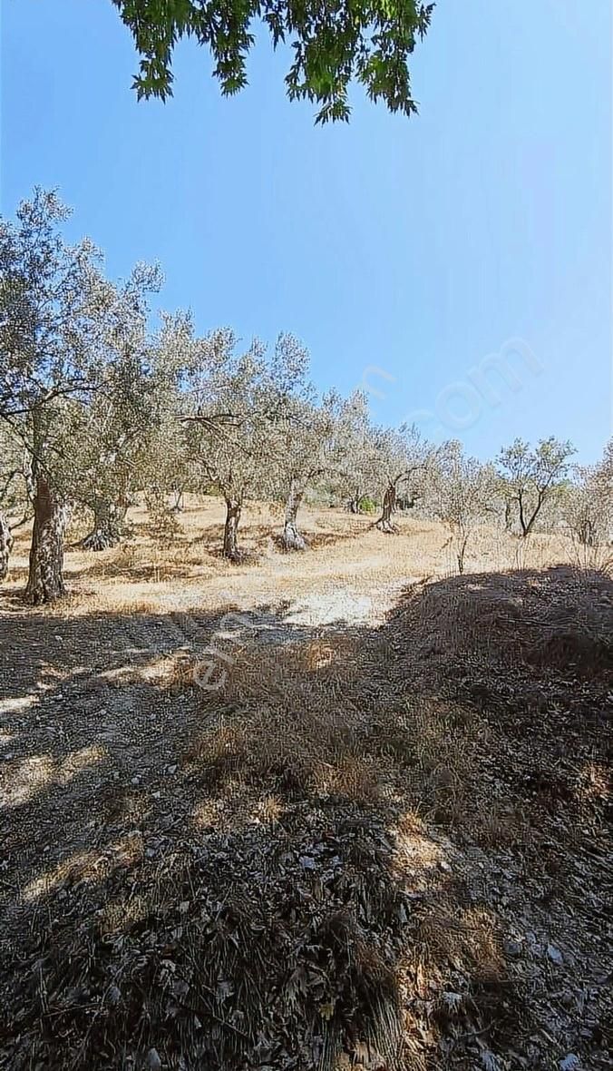 İzmir Bergama 1.500 M2 Zeytinlik - Görsel 4