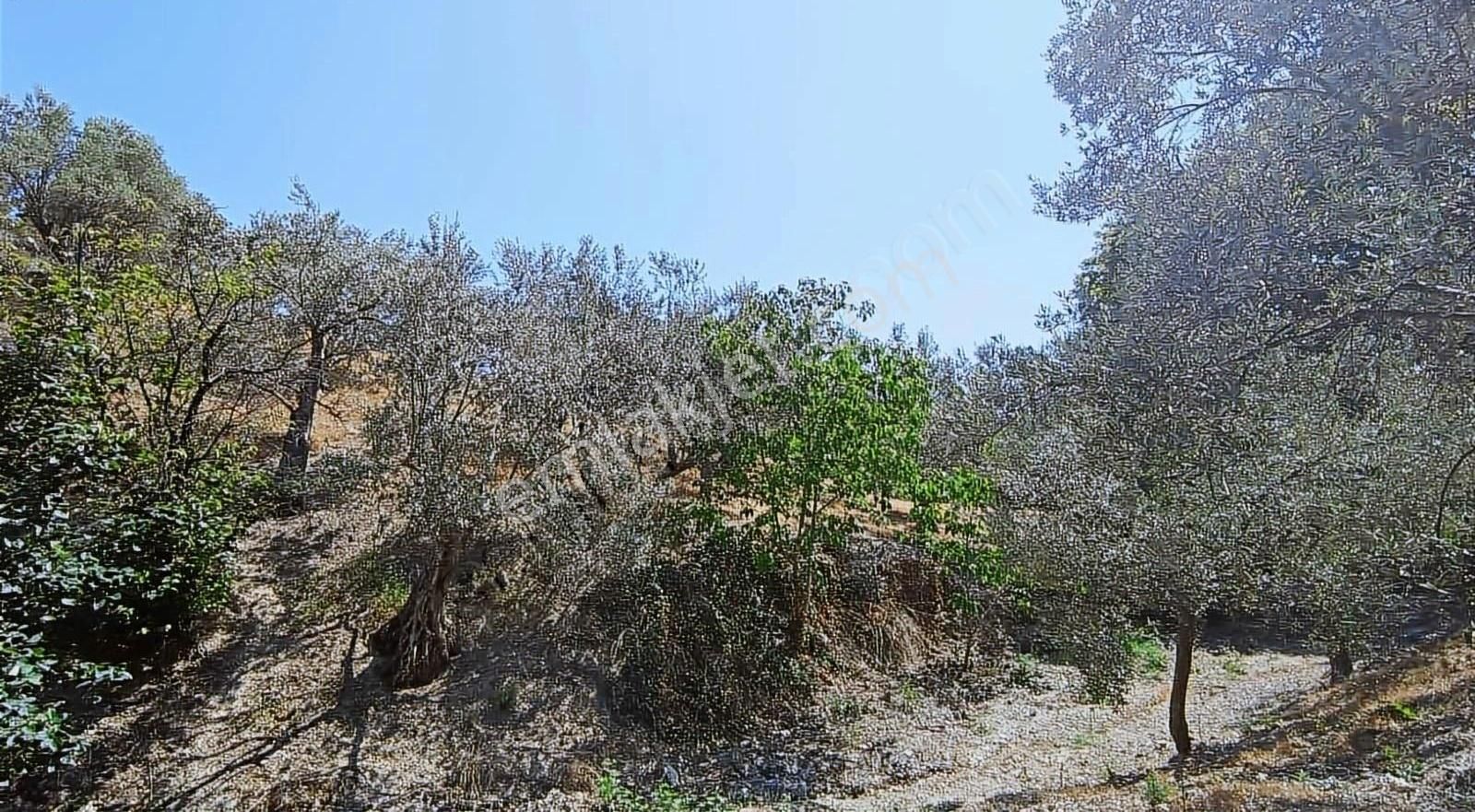 İzmir Bergama 1.500 M2 Zeytinlik - Görsel 3