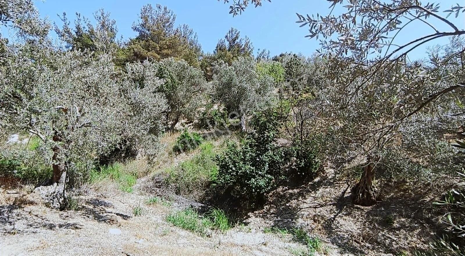 İzmir Bergama 1.500 M2 Zeytinlik - Görsel 6