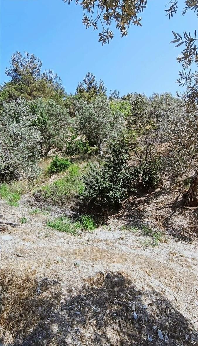İzmir Bergama 1.500 M2 Zeytinlik - Görsel 5