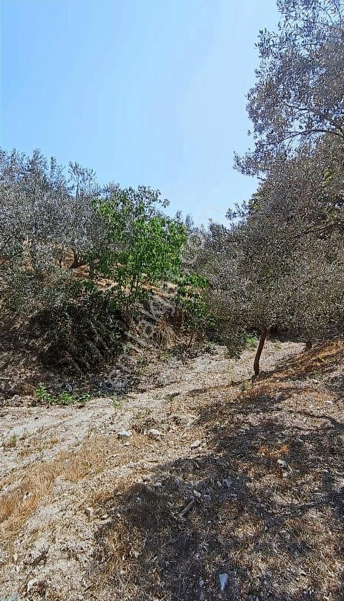 İzmir Bergama 1.500 M2 Zeytinlik - Görsel 2