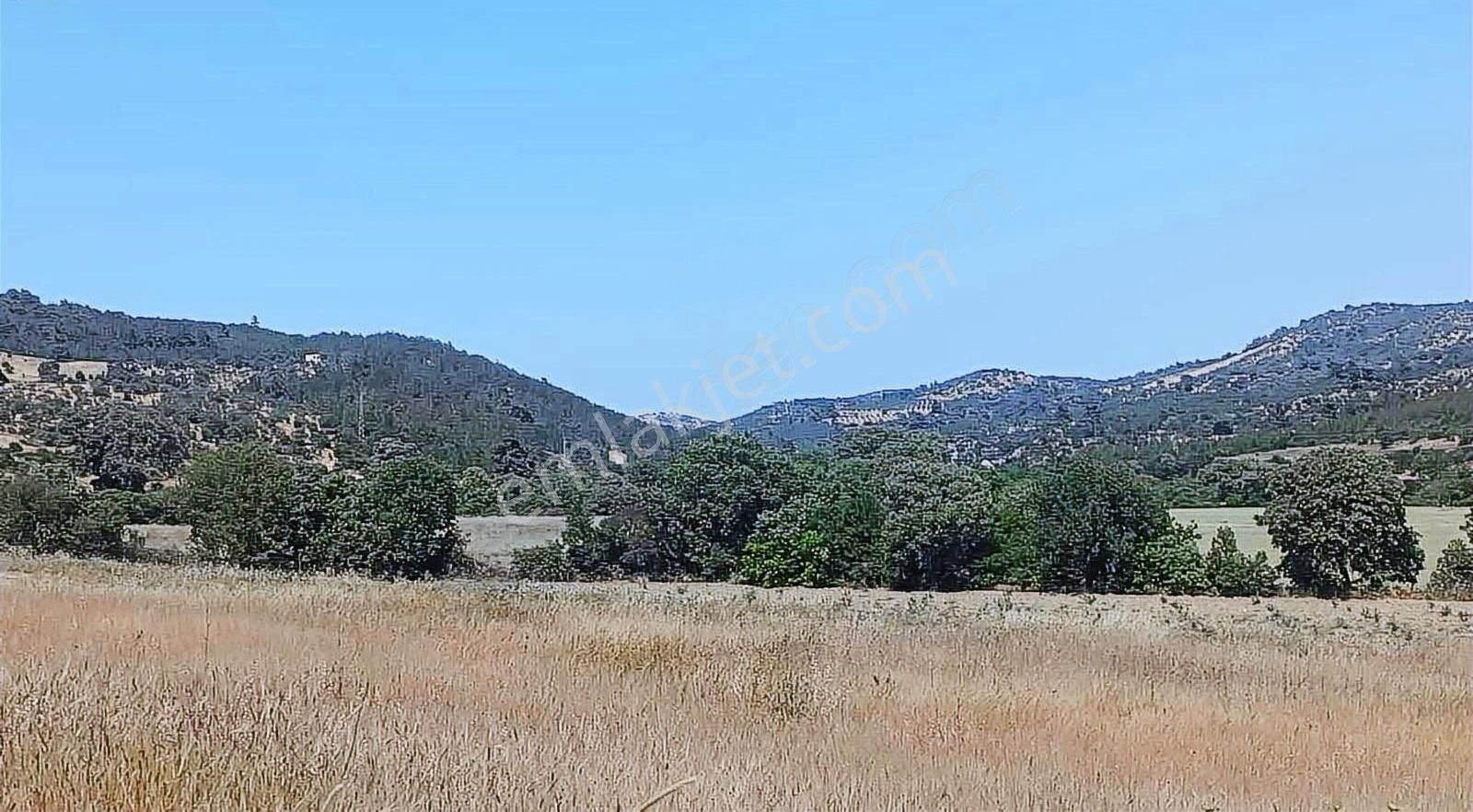 İzmir Bergama 2.785 M2 Resmi Yollu Zeytinlik - Görsel 15