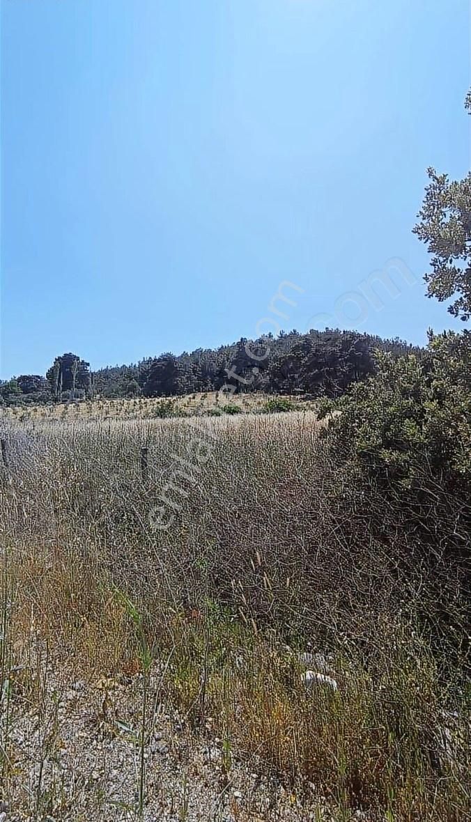 İzmir Bergama 2.785 M2 Resmi Yollu Zeytinlik - Görsel 10