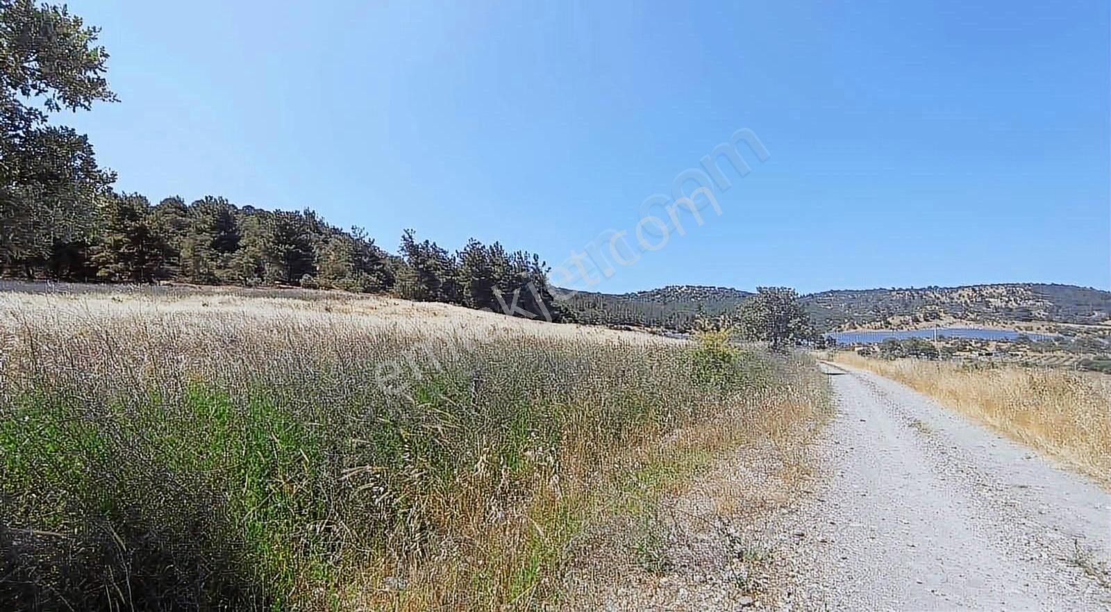 İzmir Bergama 2.785 M2 Resmi Yollu Zeytinlik - Görsel 4