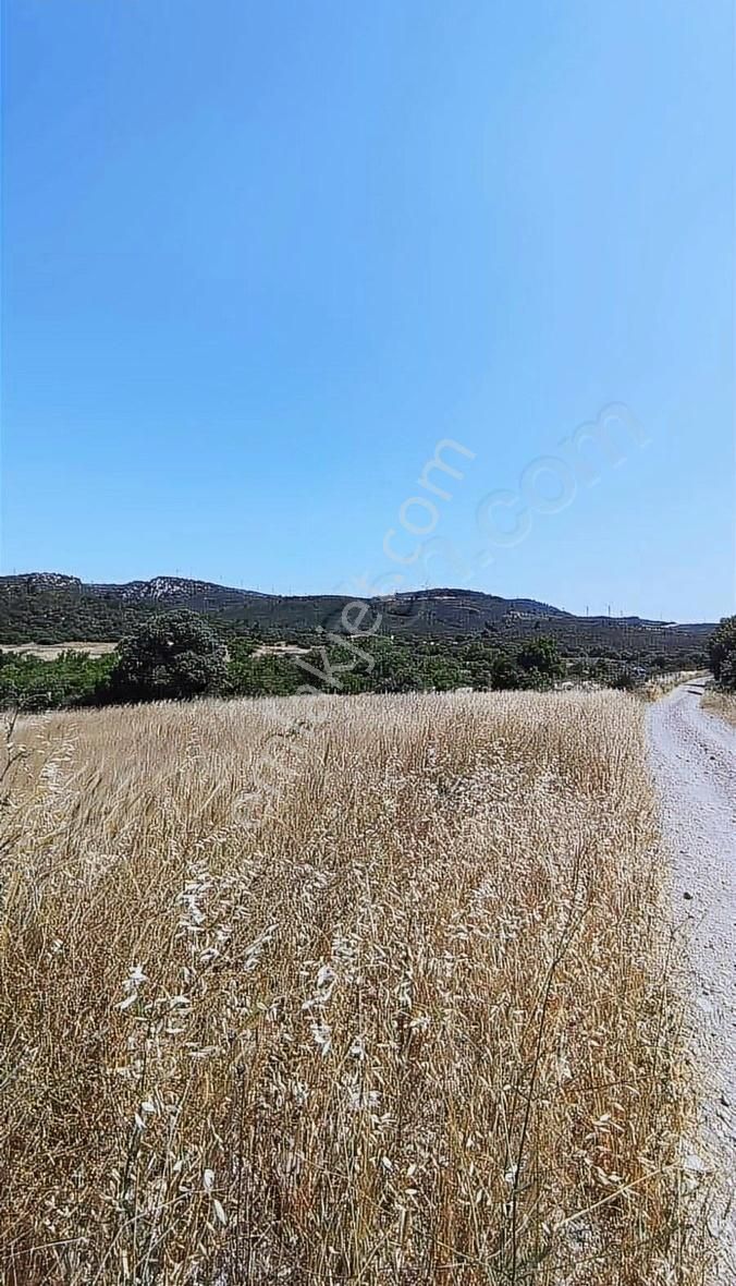 İzmir Bergama 2.785 M2 Resmi Yollu Zeytinlik - Görsel 18