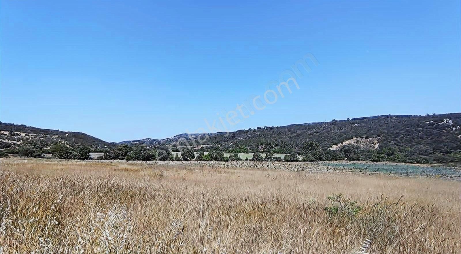 İzmir Bergama 2.785 M2 Resmi Yollu Zeytinlik - Görsel 22