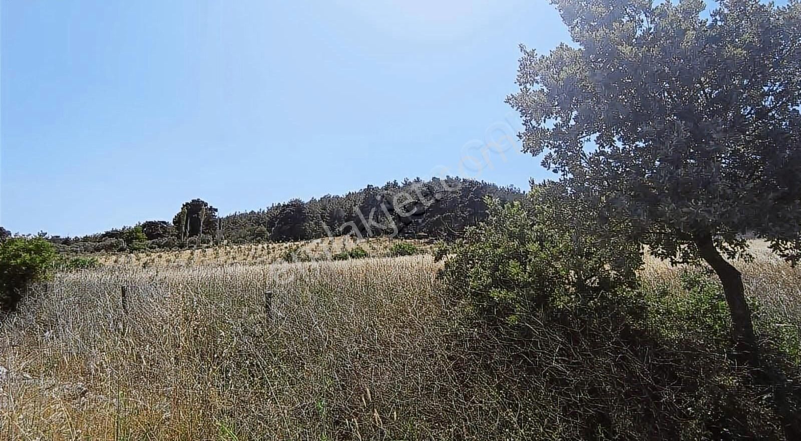 İzmir Bergama 2.785 M2 Resmi Yollu Zeytinlik - Görsel 13