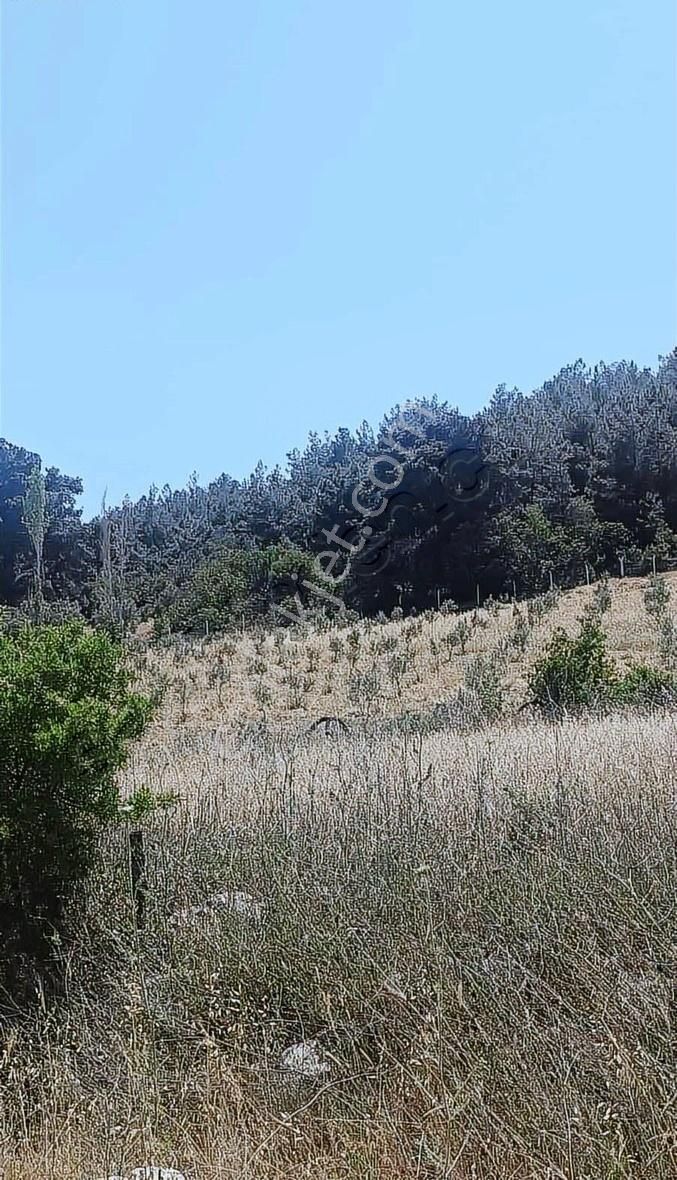İzmir Bergama 2.785 M2 Resmi Yollu Zeytinlik - Görsel 12