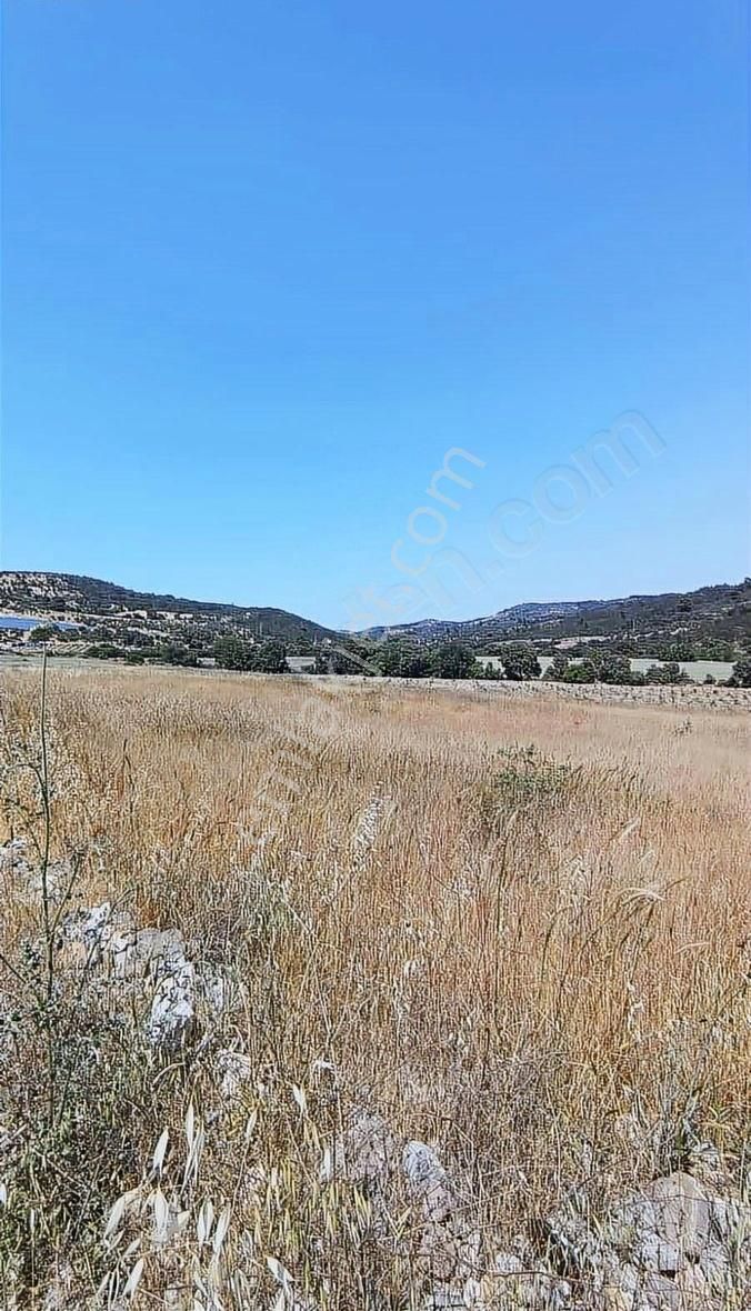 İzmir Bergama 2.785 M2 Resmi Yollu Zeytinlik - Görsel 19