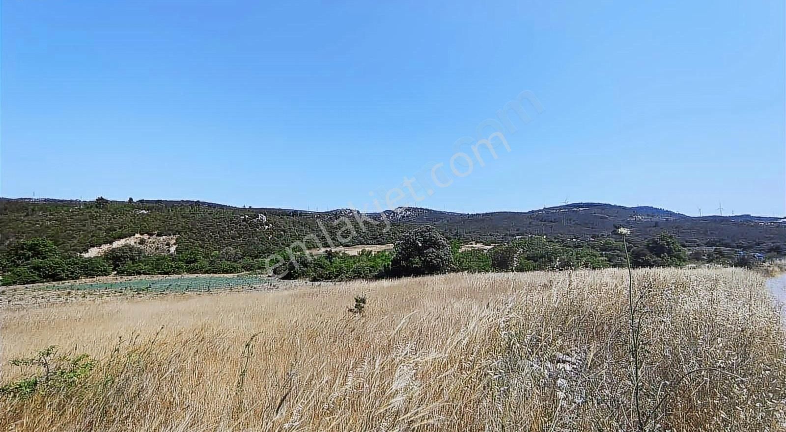 İzmir Bergama 2.785 M2 Resmi Yollu Zeytinlik - Görsel 21