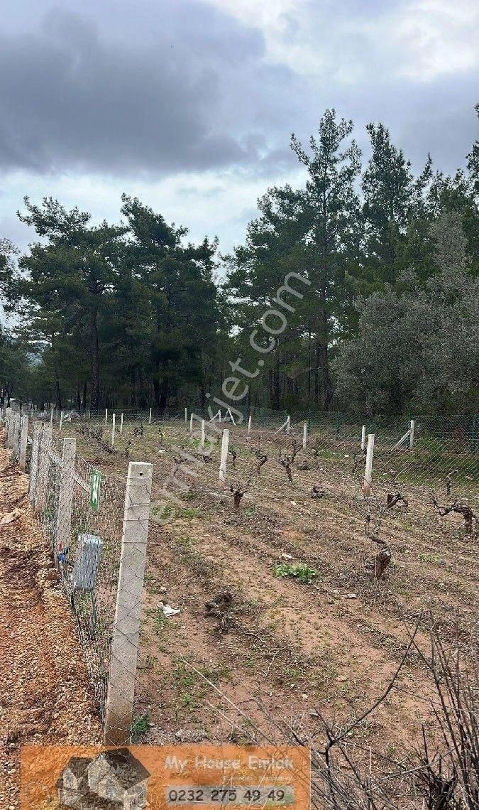 Doğa İle İçiçe İzmir Menderes Yeniköy Mah.220 M2 Hisseli Zeytinlik - Görsel 3