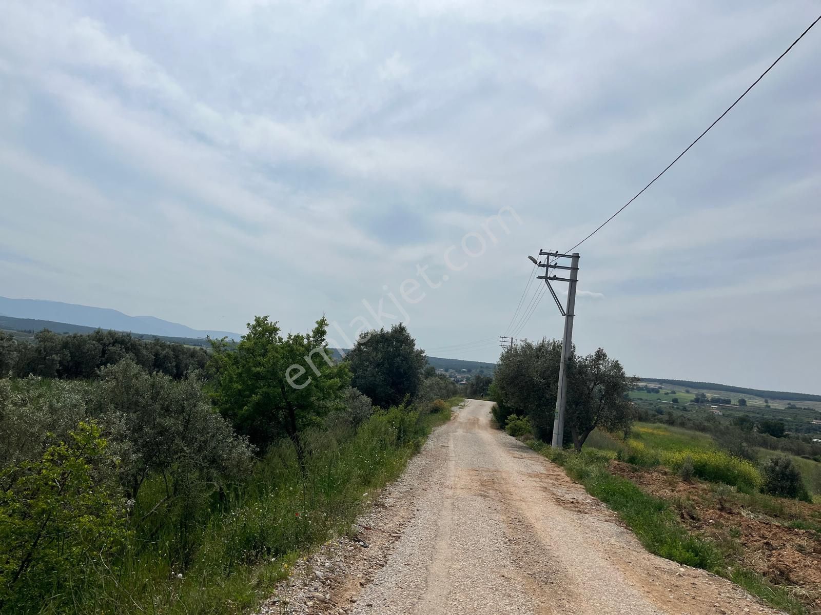 Menderes Bulgurca Mahallesinde 7540m2 Müstakil Parsel Satılık Zeytin Tarlası - Görsel 24