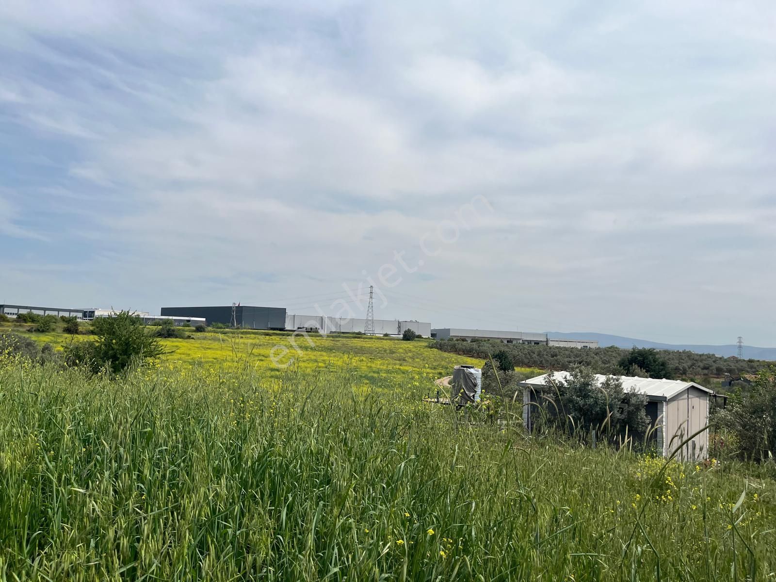 Menderes Bulgurca Mahallesinde 7540m2 Müstakil Parsel Satılık Zeytin Tarlası - Görsel 3