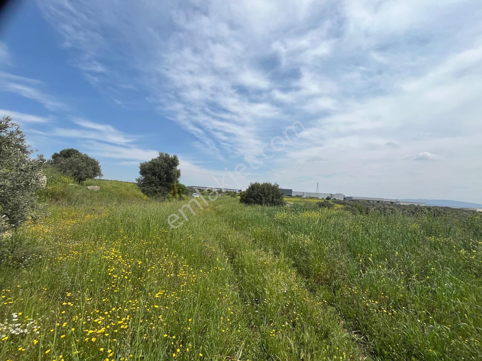 Menderes Bulgurca Mahallesinde 7540m2 Müstakil Parsel Satılık Zeytin Tarlası - Görsel 8