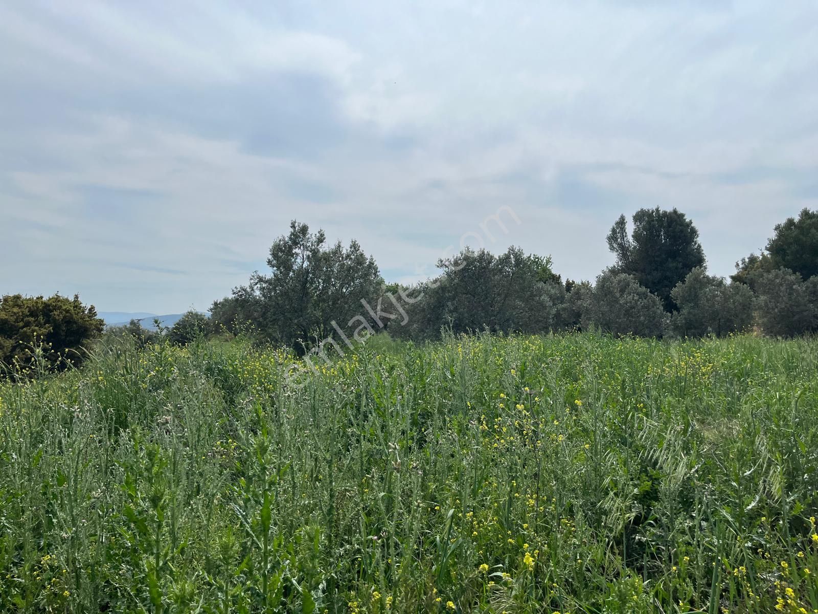 Menderes Bulgurca Mahallesinde 7540m2 Müstakil Parsel Satılık Zeytin Tarlası - Görsel 33