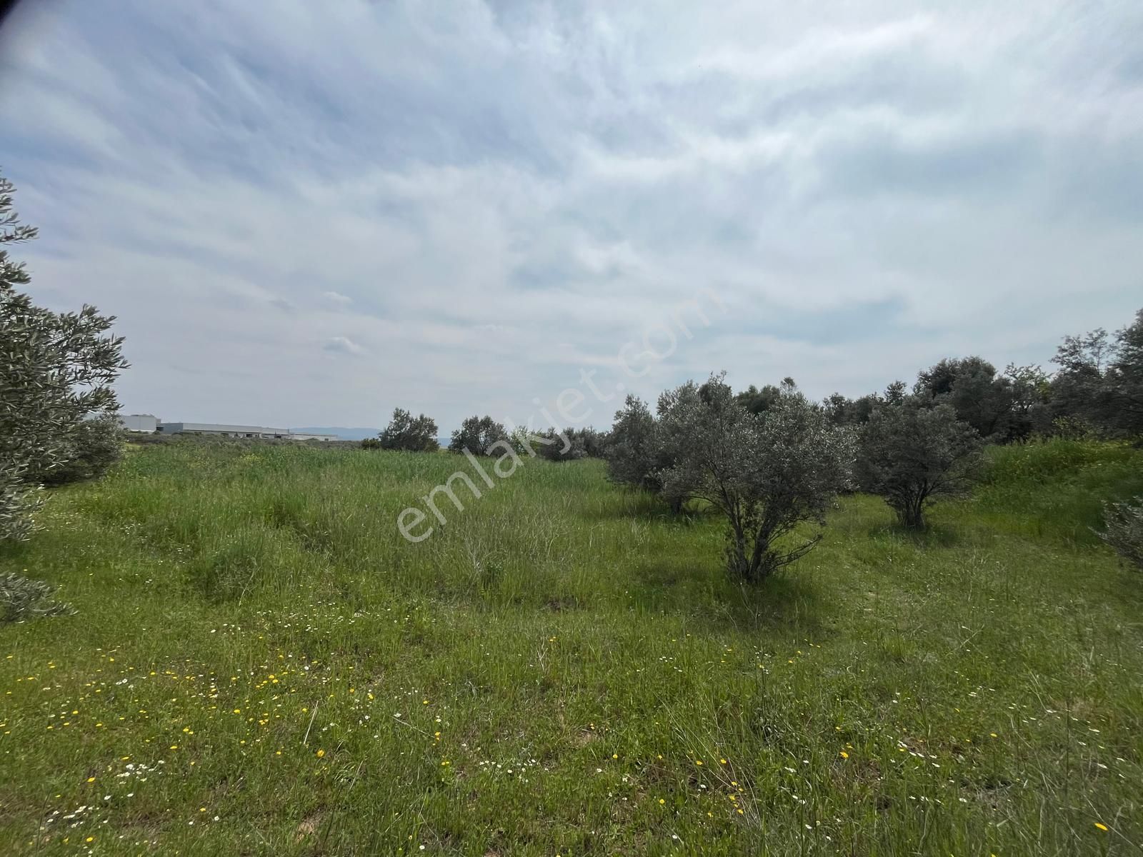Menderes Bulgurca Mahallesinde 7540m2 Müstakil Parsel Satılık Zeytin Tarlası - Görsel 10