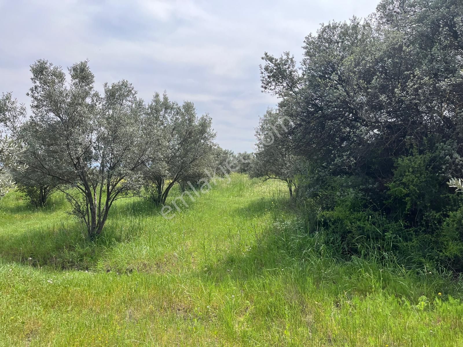 Menderes Bulgurca Mahallesinde 7540m2 Müstakil Parsel Satılık Zeytin Tarlası - Görsel 16
