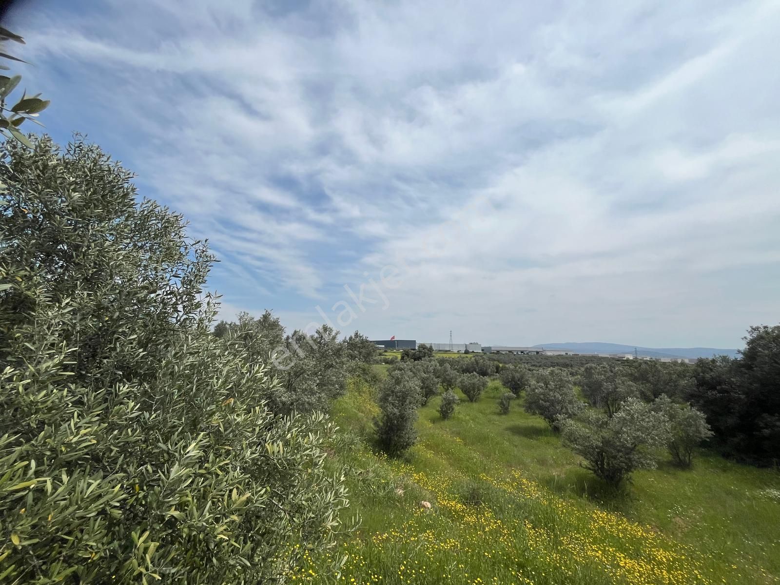 Menderes Bulgurca Mahallesinde 7540m2 Müstakil Parsel Satılık Zeytin Tarlası - Görsel 17