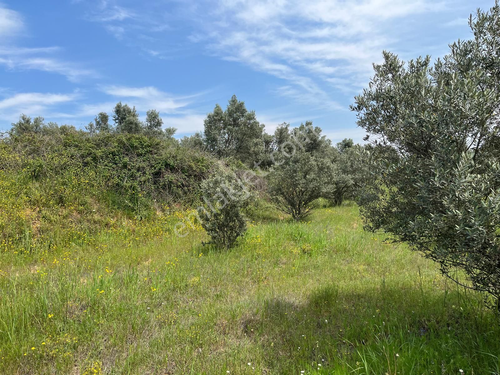 Menderes Bulgurca Mahallesinde 7540m2 Müstakil Parsel Satılık Zeytin Tarlası - Görsel 12