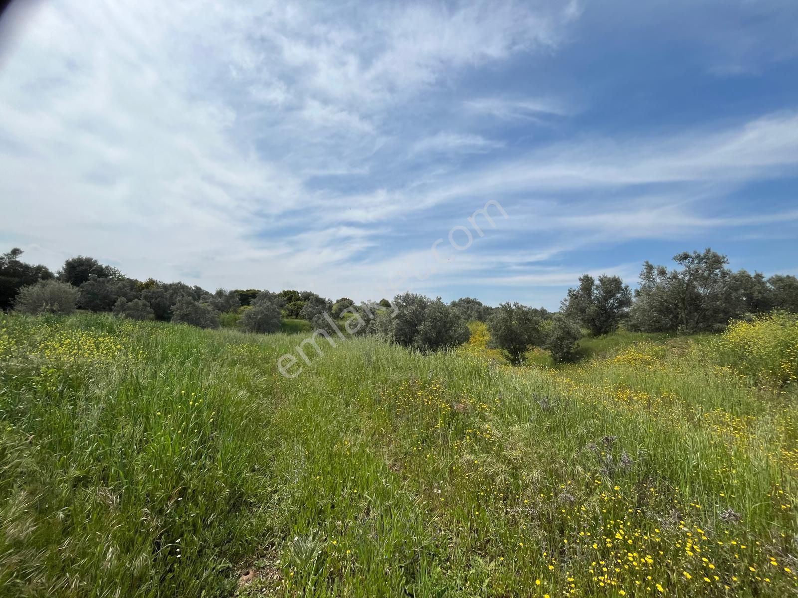 Menderes Bulgurca Mahallesinde 7540m2 Müstakil Parsel Satılık Zeytin Tarlası - Görsel 6