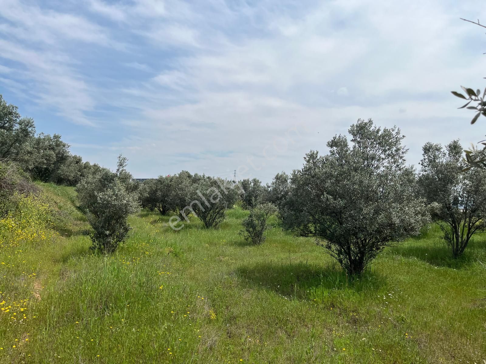 Menderes Bulgurca Mahallesinde 7540m2 Müstakil Parsel Satılık Zeytin Tarlası - Görsel 14