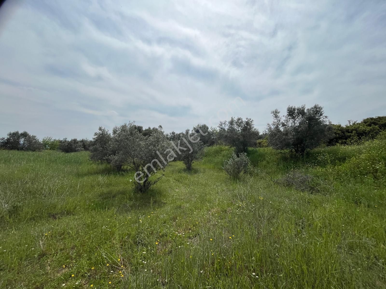 Menderes Bulgurca Mahallesinde 7540m2 Müstakil Parsel Satılık Zeytin Tarlası - Görsel 7