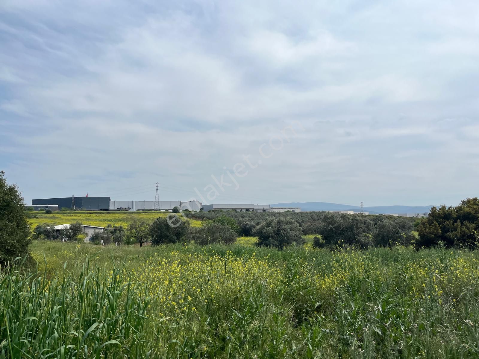 Menderes Bulgurca Mahallesinde 7540m2 Müstakil Parsel Satılık Zeytin Tarlası - Görsel 34