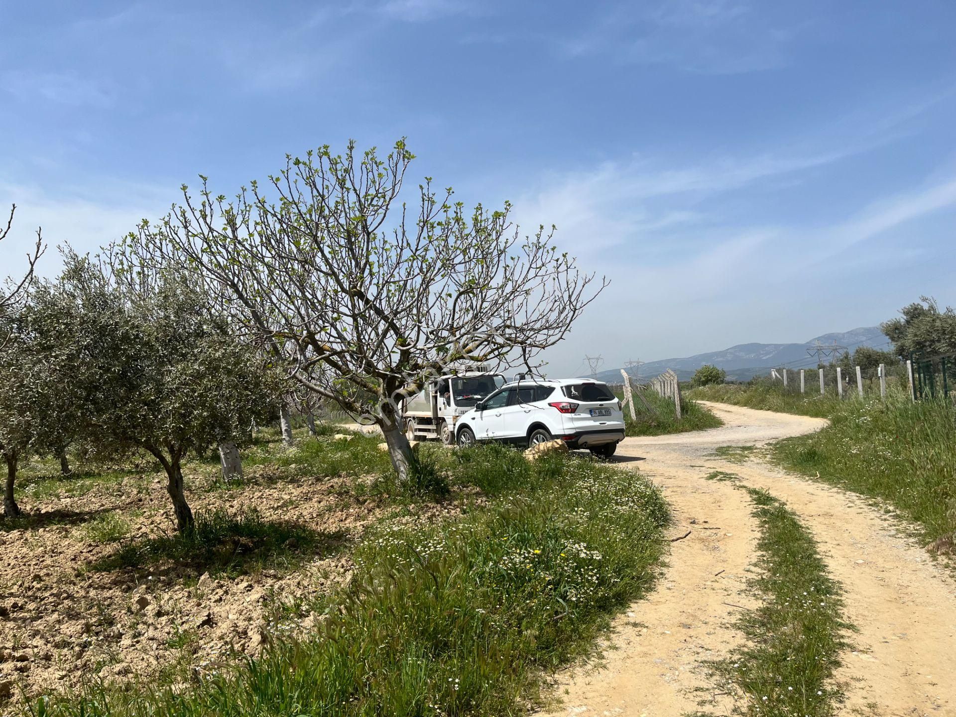 Torbalı Gazi Mustafa Kemal Mah.5840m2 Satılık Zeytinli Tarla