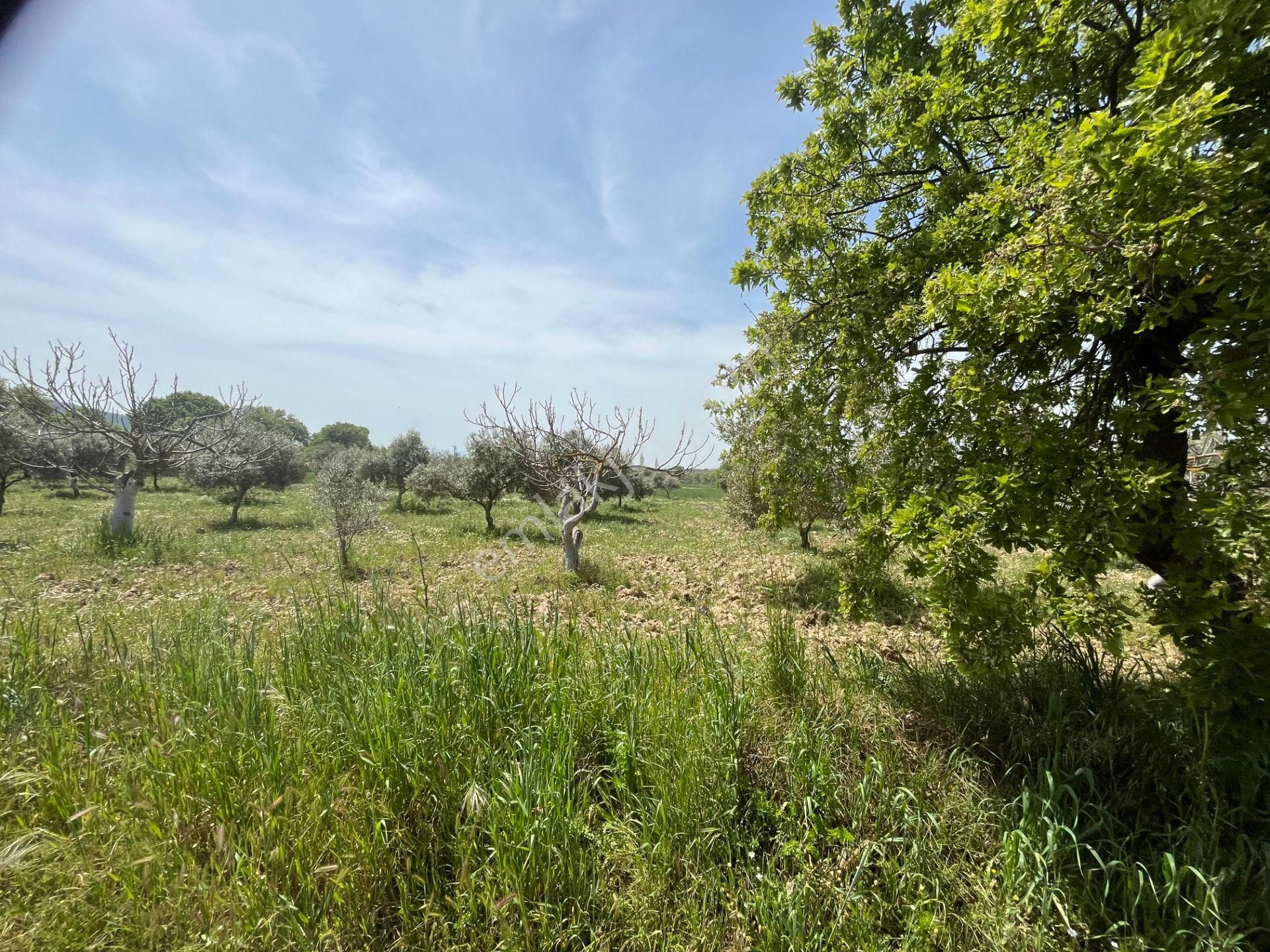 Torbalı Gazi Mustafa Kemal Mah.5840m2 Satılık Zeytinli Tarla - Görsel 7