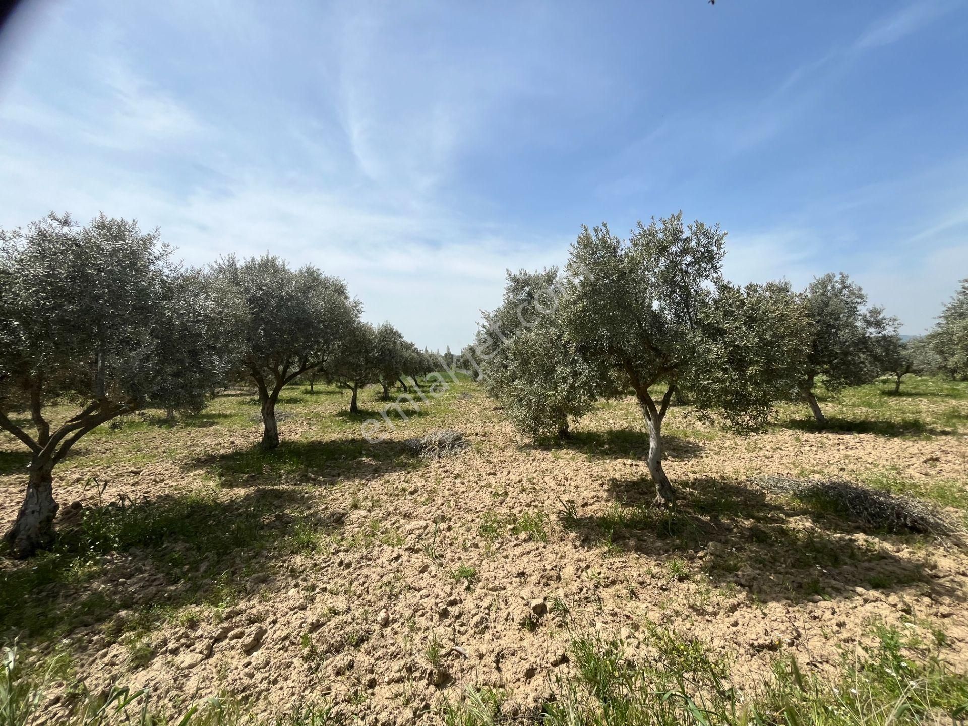 Torbalı Gazi Mustafa Kemal Mah.5840m2 Satılık Zeytinli Tarla - Görsel 11