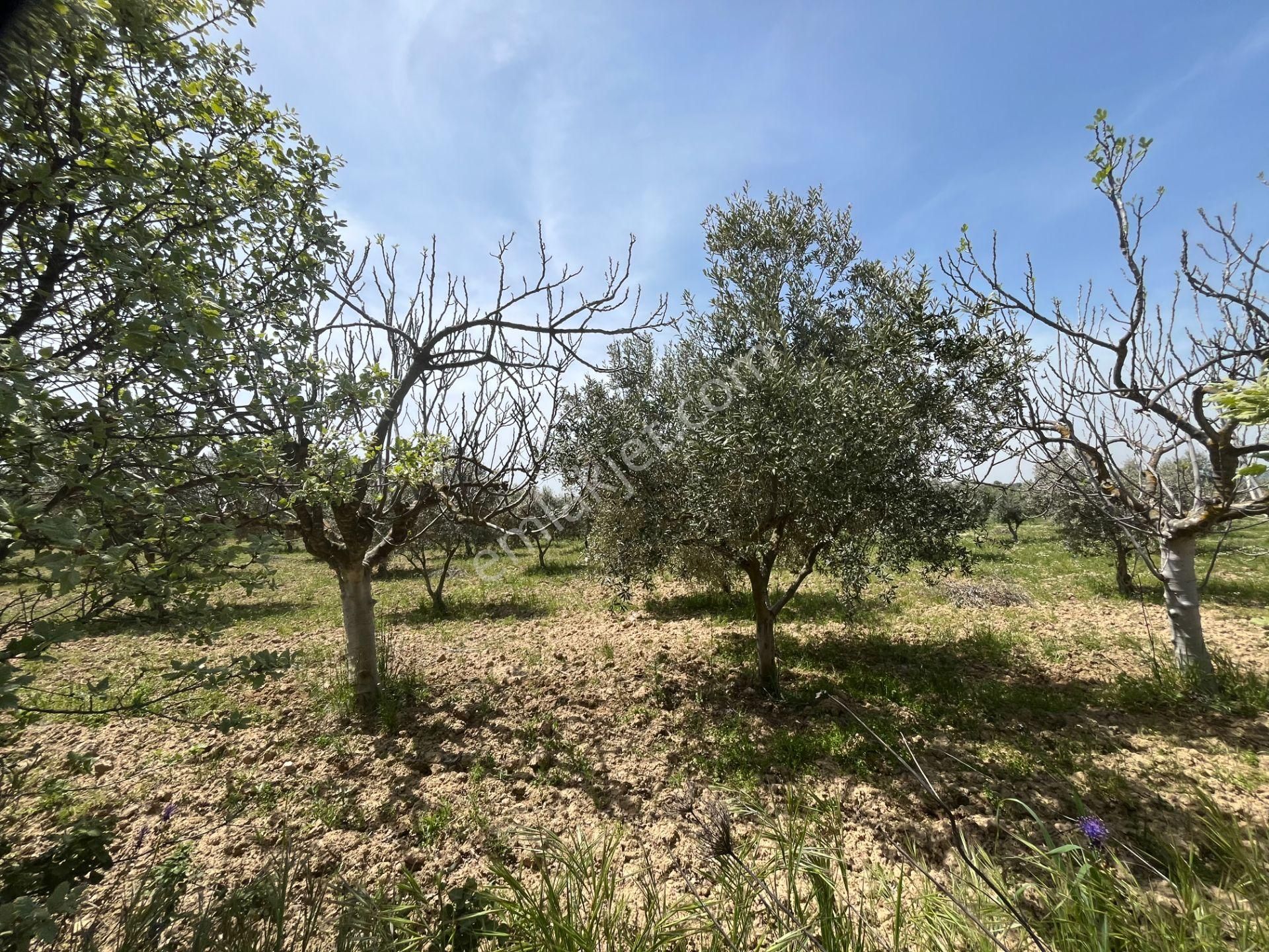 Torbalı Gazi Mustafa Kemal Mah.5840m2 Satılık Zeytinli Tarla - Görsel 10