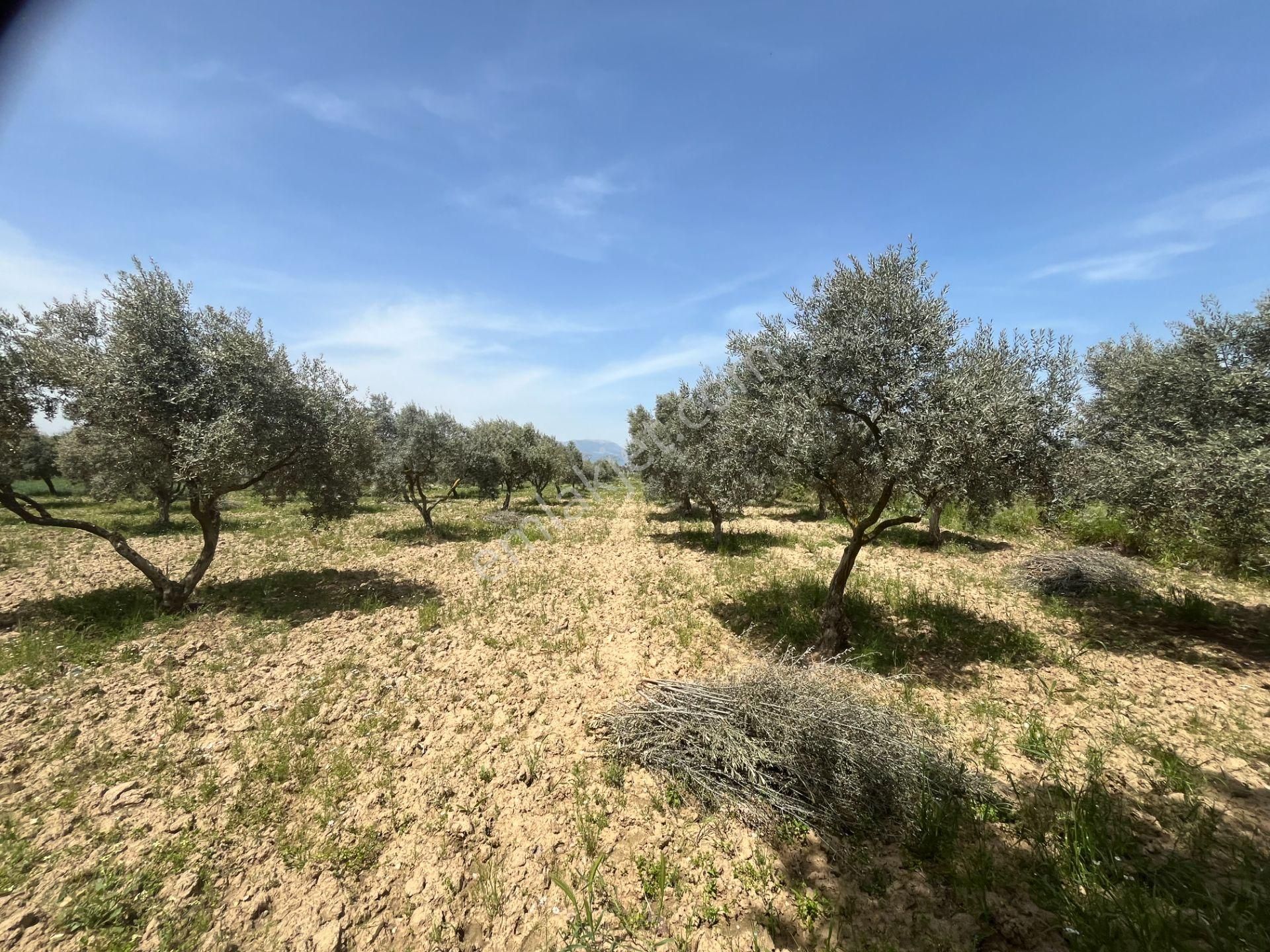 Torbalı Gazi Mustafa Kemal Mah.5840m2 Satılık Zeytinli Tarla - Görsel 16