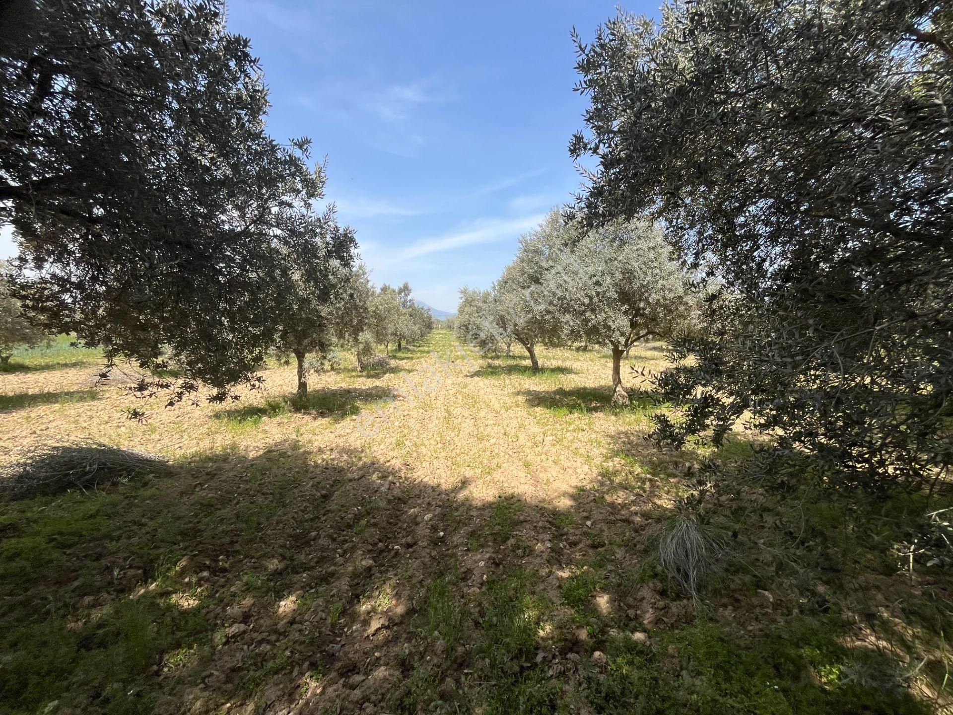 Torbalı Gazi Mustafa Kemal Mah.5840m2 Satılık Zeytinli Tarla - Görsel 19