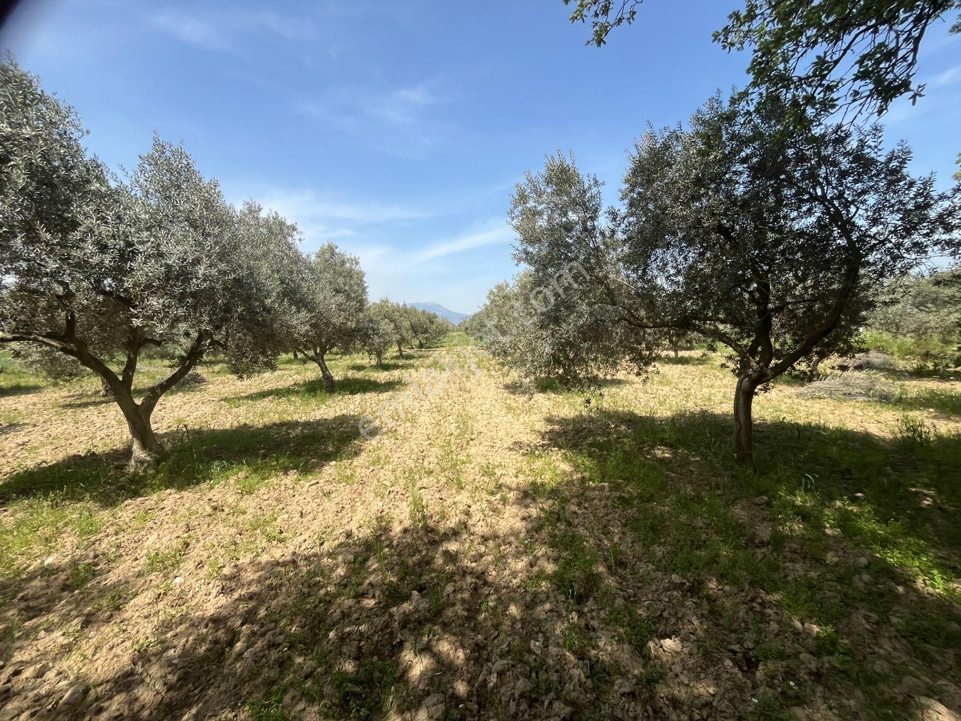 Torbalı Gazi Mustafa Kemal Mah.5840m2 Satılık Zeytinli Tarla - Görsel 17