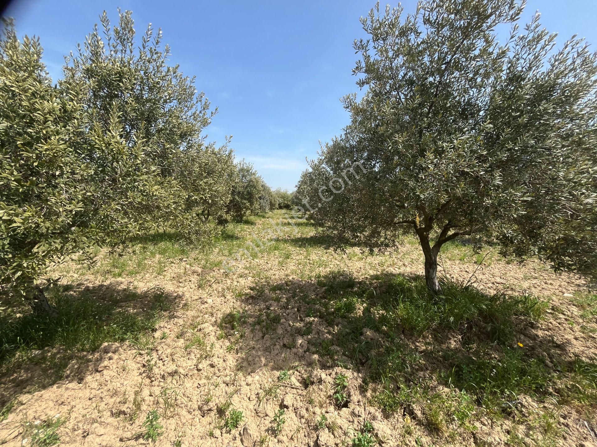 Torbalı Gazi Mustafa Kemal Mah.5840m2 Satılık Zeytinli Tarla - Görsel 32