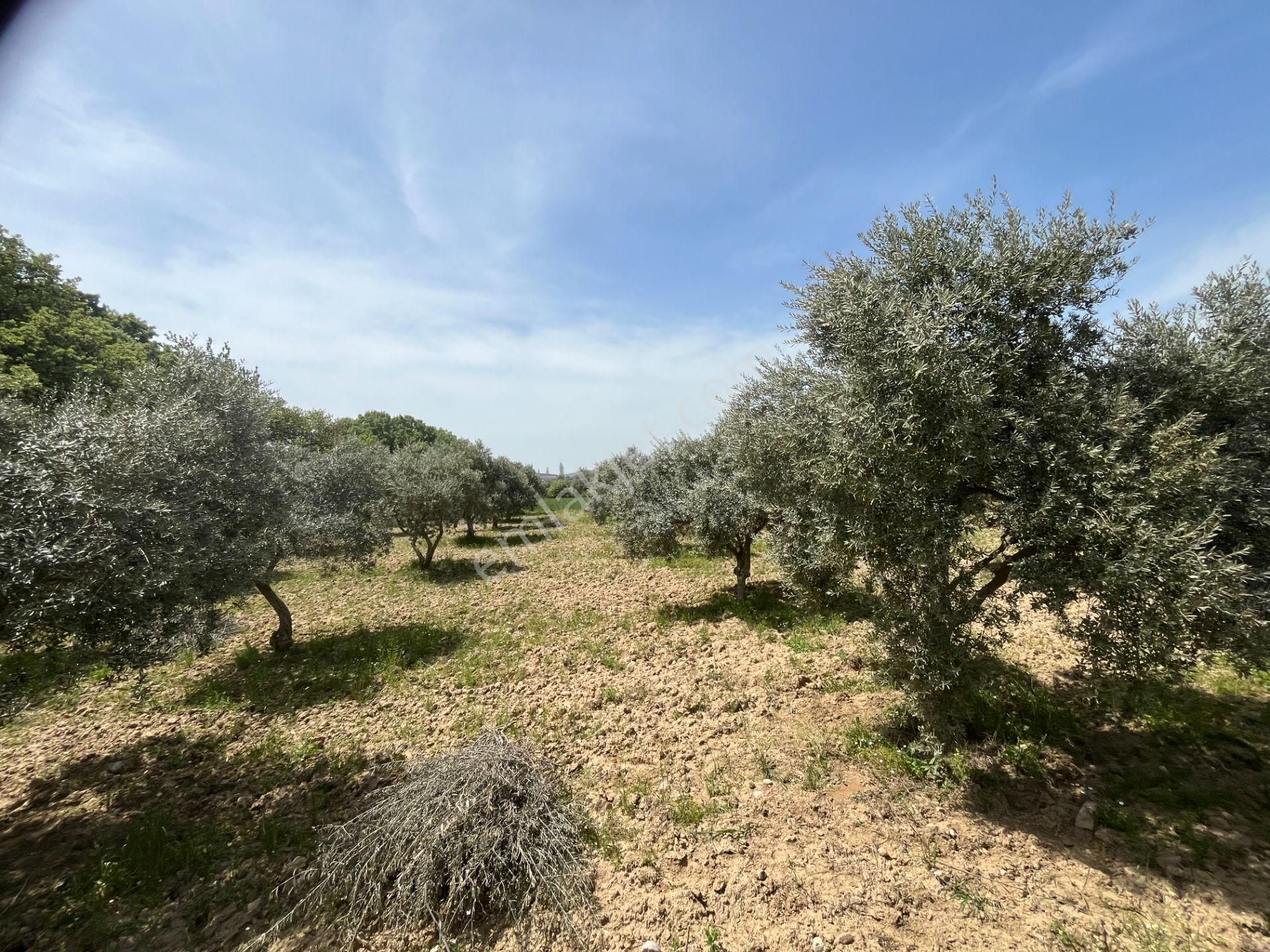 Torbalı Gazi Mustafa Kemal Mah.5840m2 Satılık Zeytinli Tarla - Görsel 13
