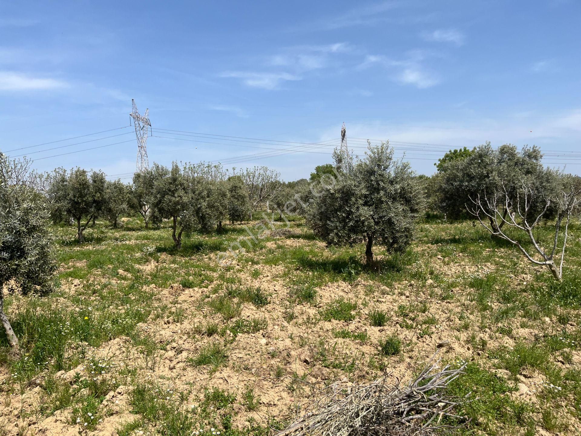 Torbalı Gazi Mustafa Kemal Mah.5840m2 Satılık Zeytinli Tarla - Görsel 35