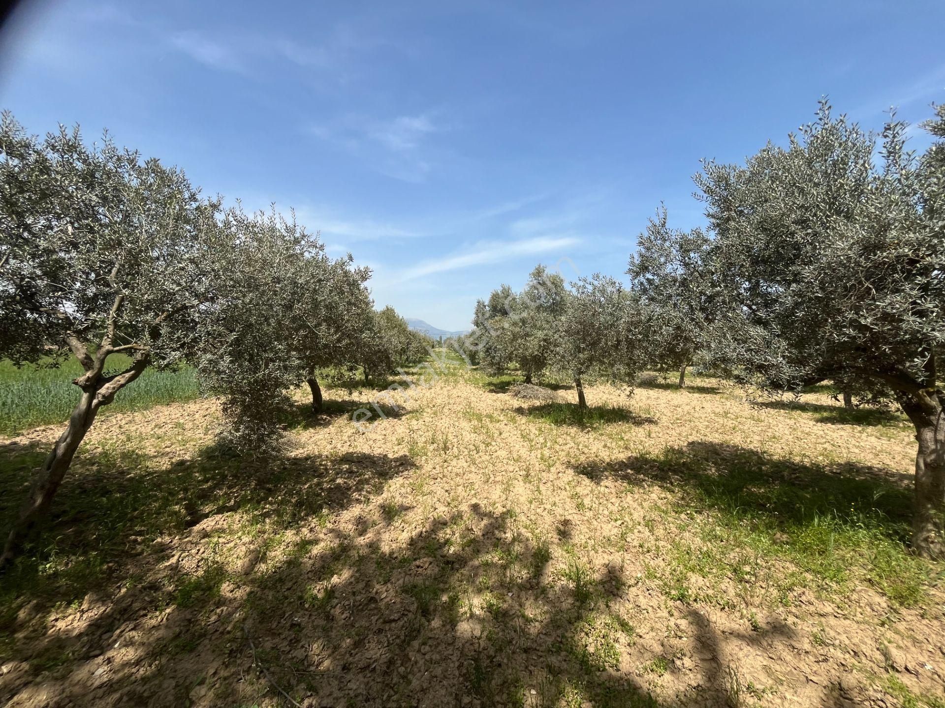 Torbalı Gazi Mustafa Kemal Mah.5840m2 Satılık Zeytinli Tarla - Görsel 23