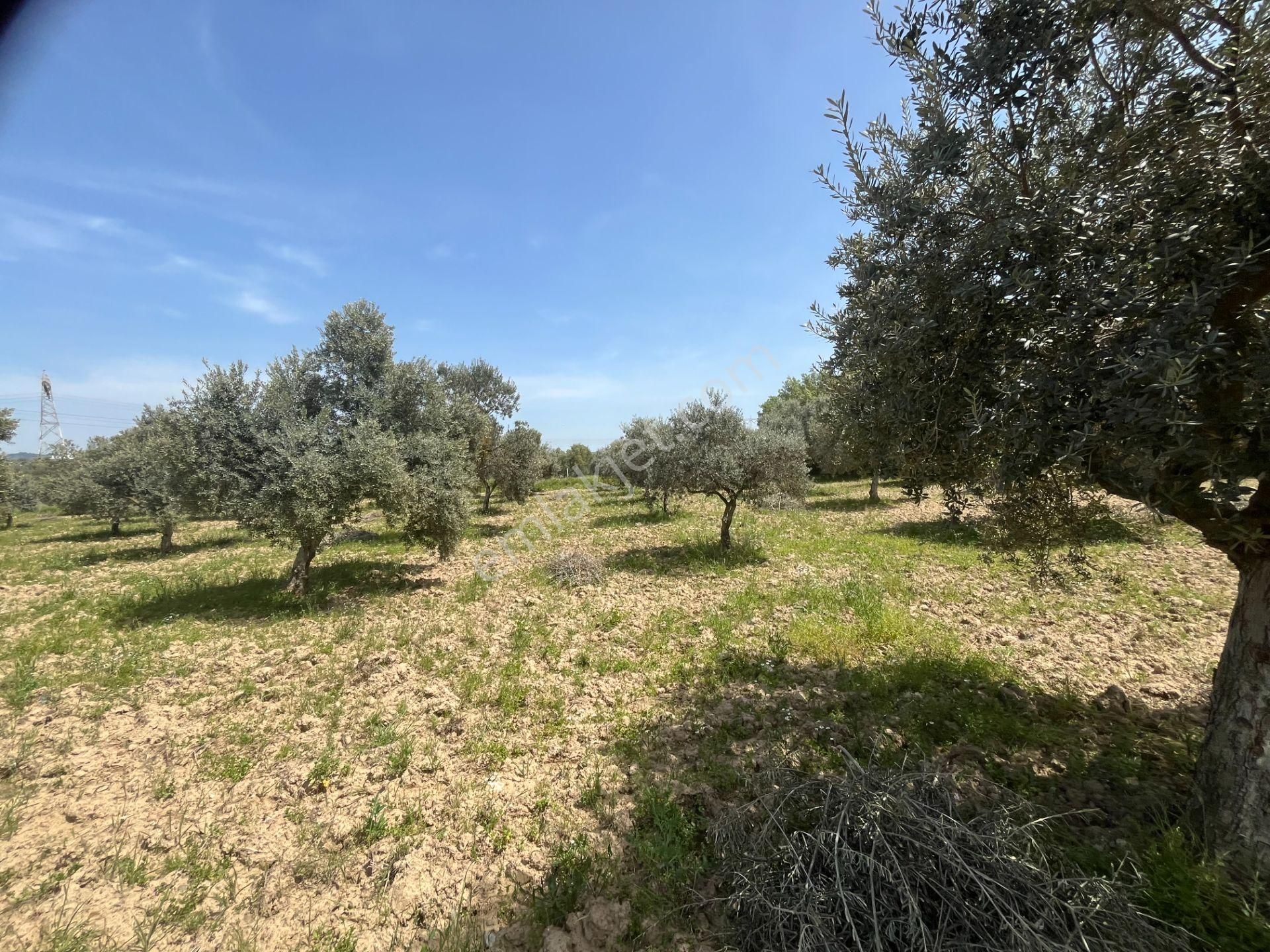 Torbalı Gazi Mustafa Kemal Mah.5840m2 Satılık Zeytinli Tarla - Görsel 29