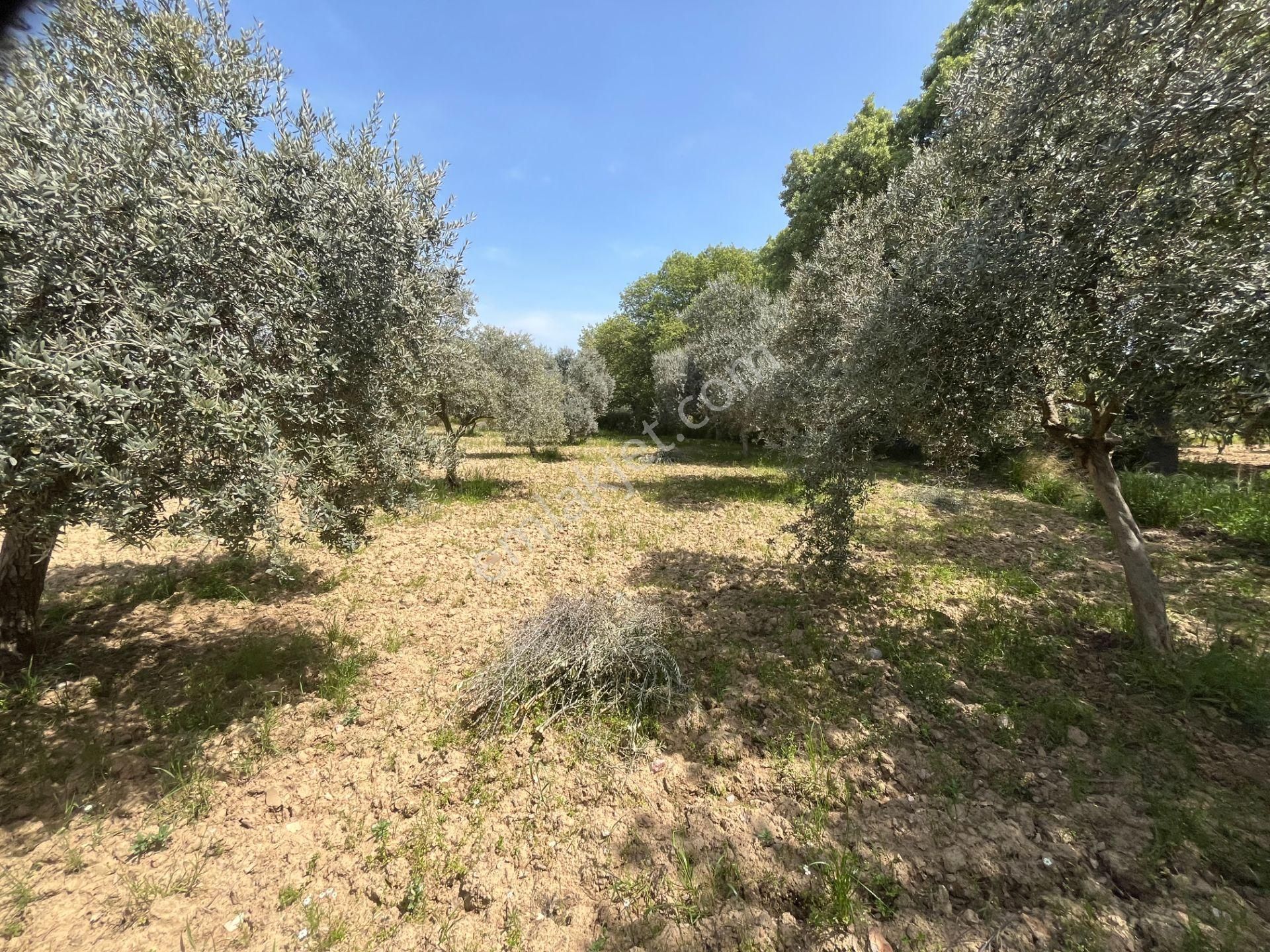 Torbalı Gazi Mustafa Kemal Mah.5840m2 Satılık Zeytinli Tarla - Görsel 26