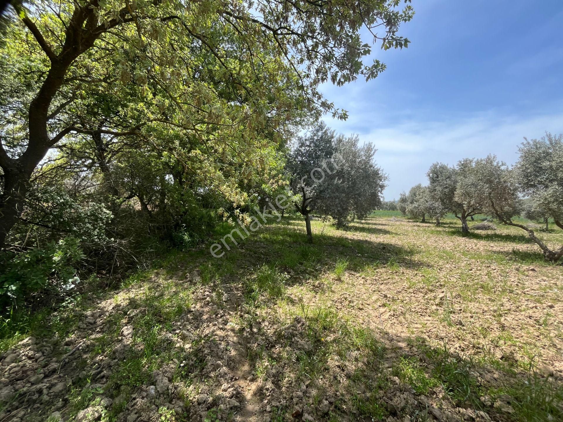 Torbalı Gazi Mustafa Kemal Mah.5840m2 Satılık Zeytinli Tarla - Görsel 15