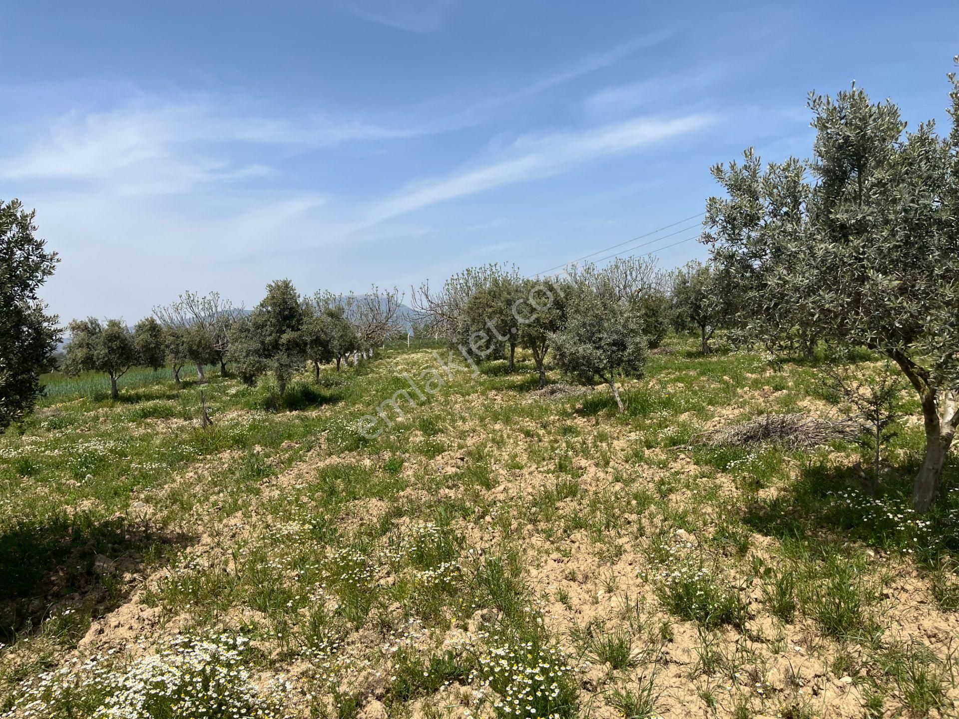 Torbalı Gazi Mustafa Kemal Mah.5840m2 Satılık Zeytinli Tarla - Görsel 34