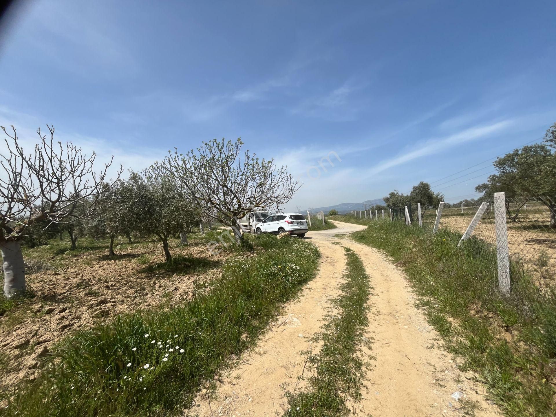 Torbalı Gazi Mustafa Kemal Mah.5840m2 Satılık Zeytinli Tarla - Görsel 2