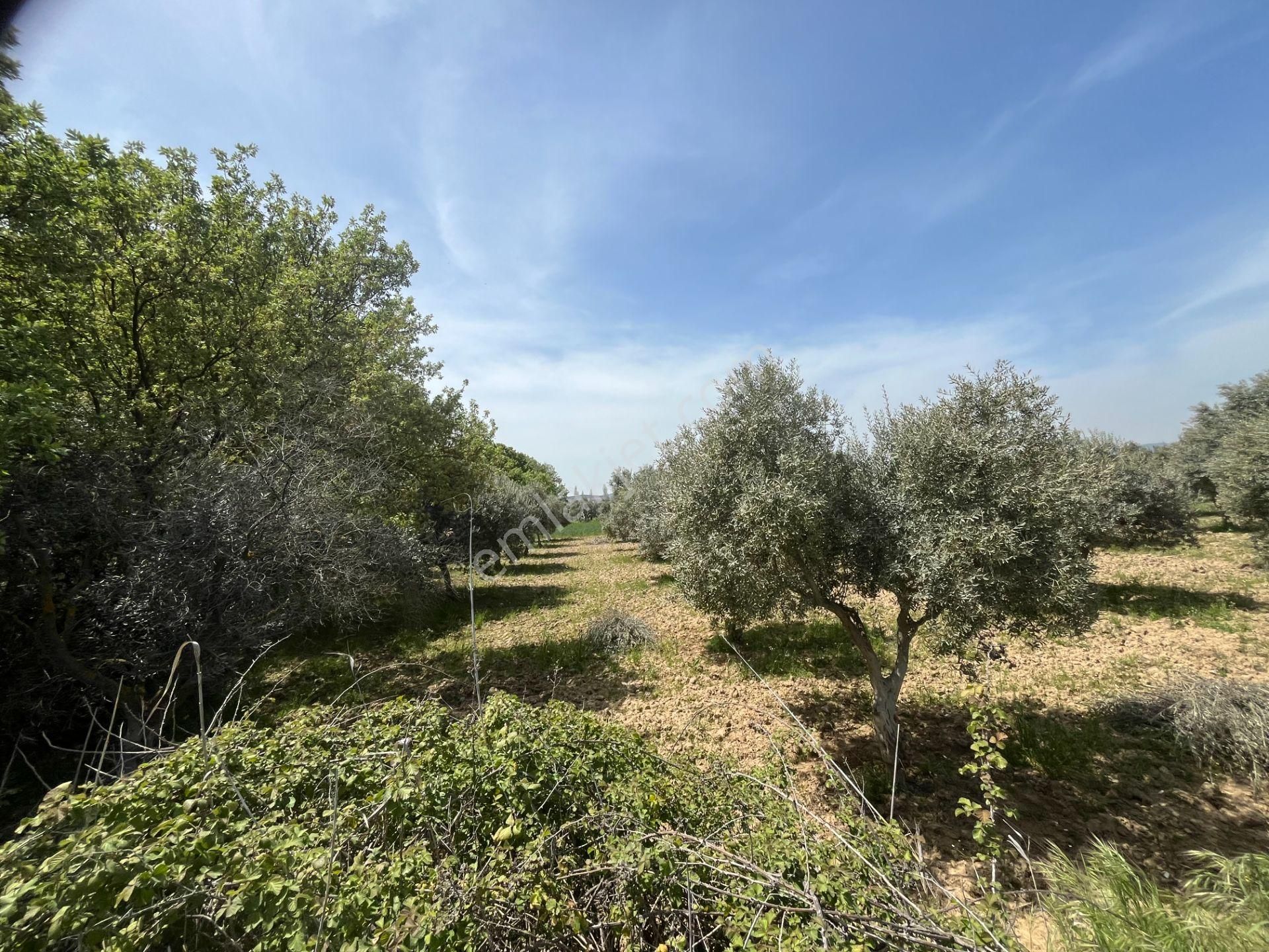 Torbalı Gazi Mustafa Kemal Mah.5840m2 Satılık Zeytinli Tarla - Görsel 14