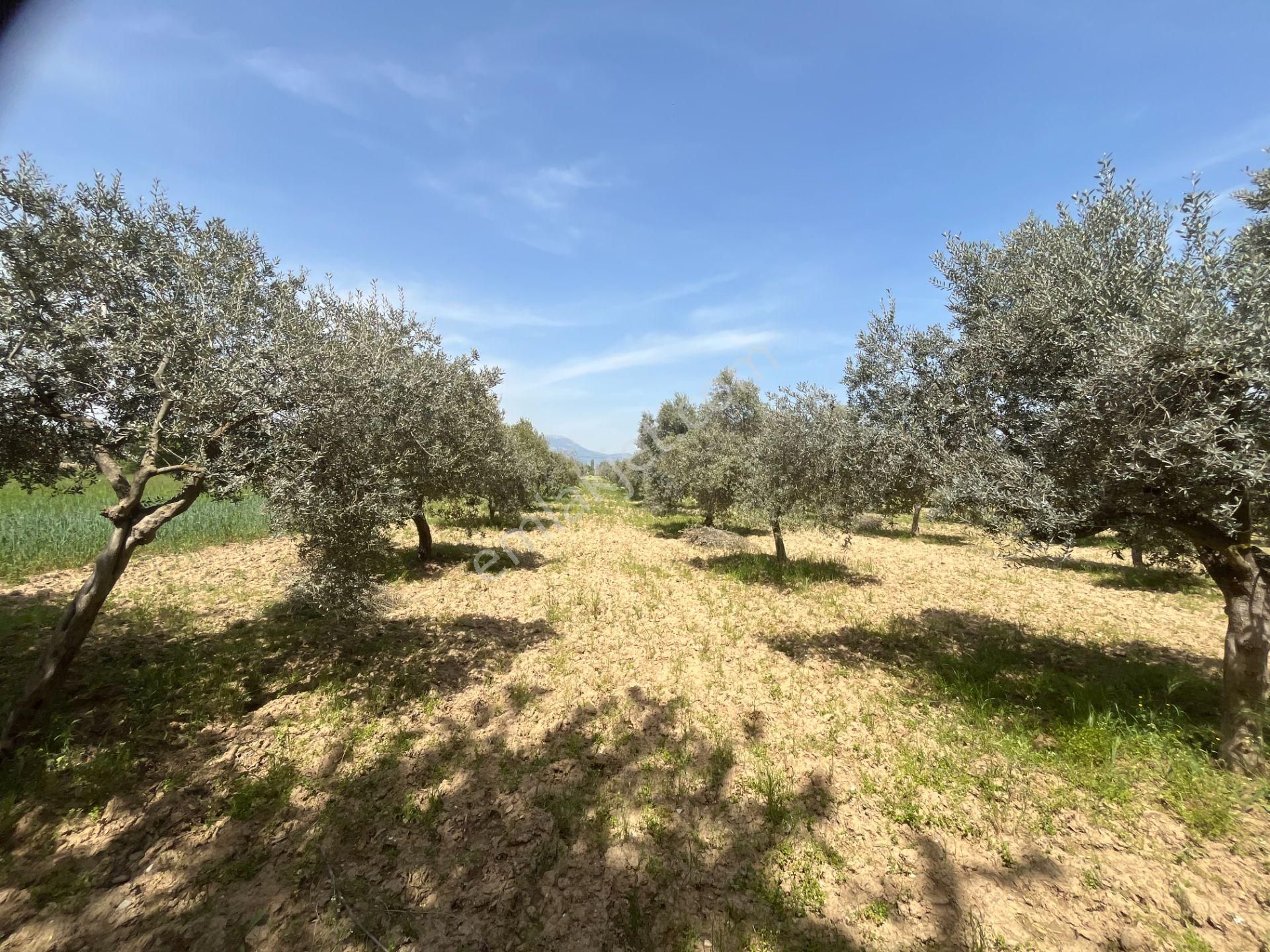 Torbalı Gazi Mustafa Kemal Mah.5840m2 Satılık Zeytinli Tarla - Görsel 22