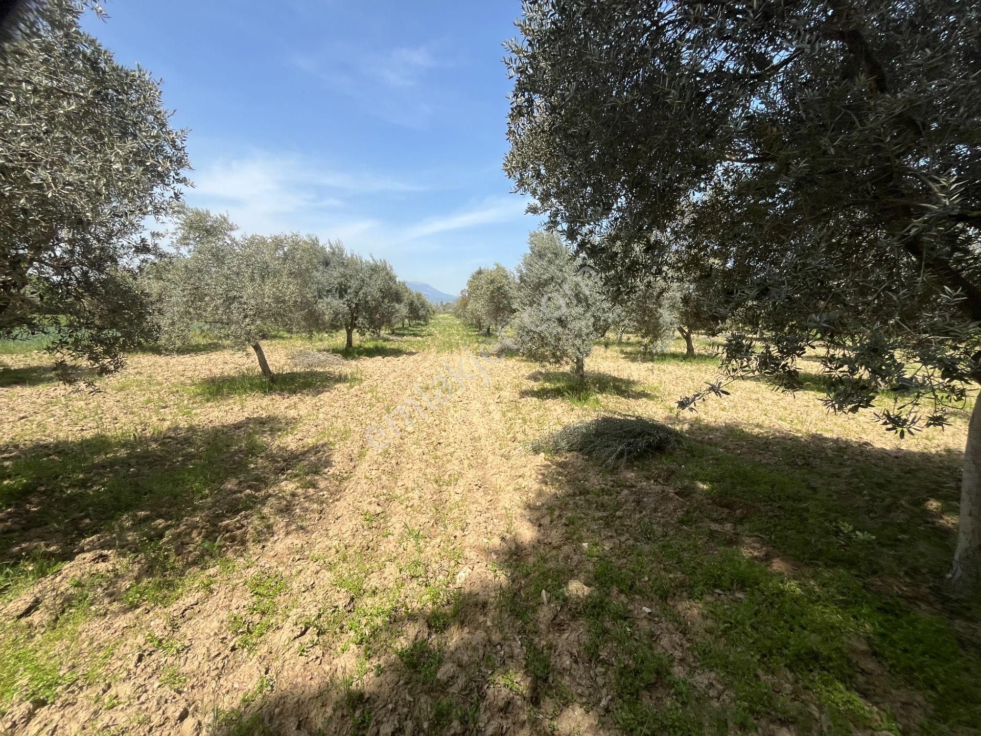 Torbalı Gazi Mustafa Kemal Mah.5840m2 Satılık Zeytinli Tarla - Görsel 21